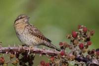 Wryneck