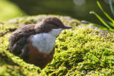 Dipper