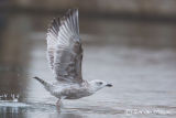 Herring Gull