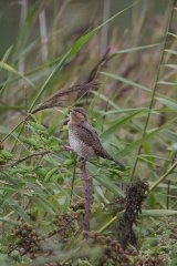 wryneck
