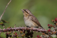 Wryneck