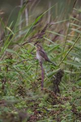 Wryneck