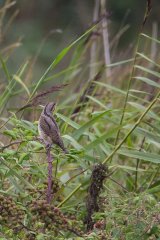 Wryneck