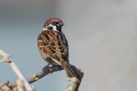 Tree Sparrow