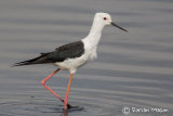 Black-winged Stilt