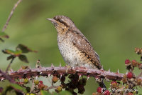 Wryneck