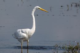 Great White Egret