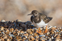 Turnstone