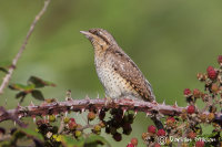 Wryneck