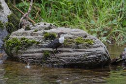Dipper