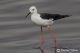 Black-winged Stilt