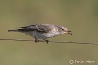 Spotted Flycatcher