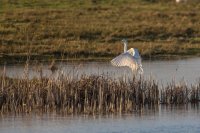 Great White Egret