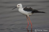 Black-winged Stilt