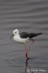 Black-winged Stilt