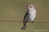 Spotted Flycatcher