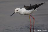 Black-winged Stilt