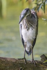 Heron