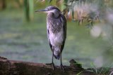 Heron
