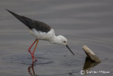 Black-winged Stilt
