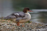 Goosander