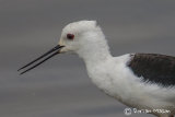 Black-winged Stilt