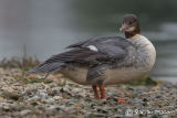 Goosander