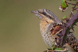 Wryneck