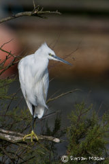 Egret
