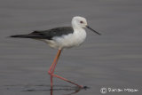 Black-winged Stilt