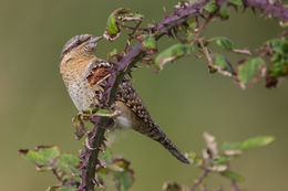 Wryneck