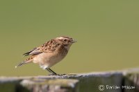 Whinchat