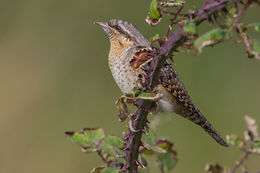 Wryneck