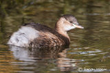 Little Grebe