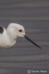 Black-winged Stilt