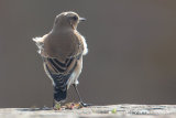 Wheatear