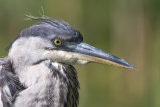 Heron