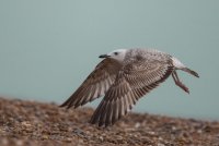 Caspian Gull