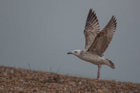 Caspian Gull