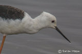 Black-winged Stilt