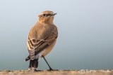 Wheatear