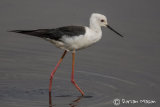 Black-winged Stilt