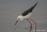 Black-winged Stilt