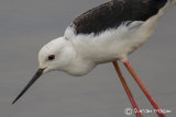 Black-winged Stilt