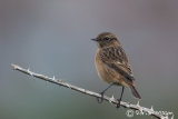 Stonechat