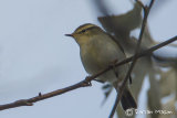 Yellow- browed Warbler