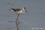 Black-winged Stilt Juvenile