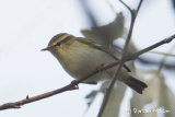 Yellow- browed Warbler