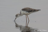 Black-winged Stilt Juvenile