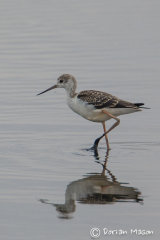 Black-winged Stilt Juvenile